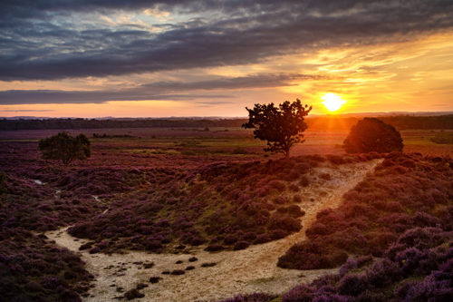 Copyright: Norfolk Wildlife Trust